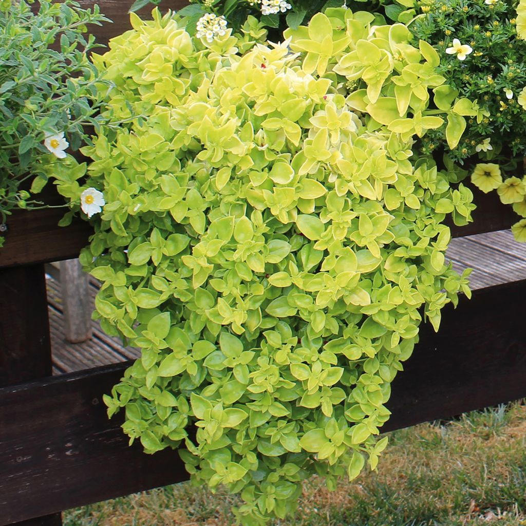 Mesiherttalehti Golden Cascade
