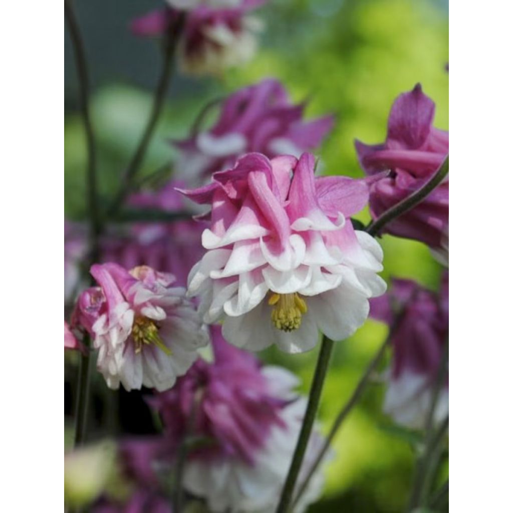 Lehtoakileija Pink Petticoat (siemenet)
