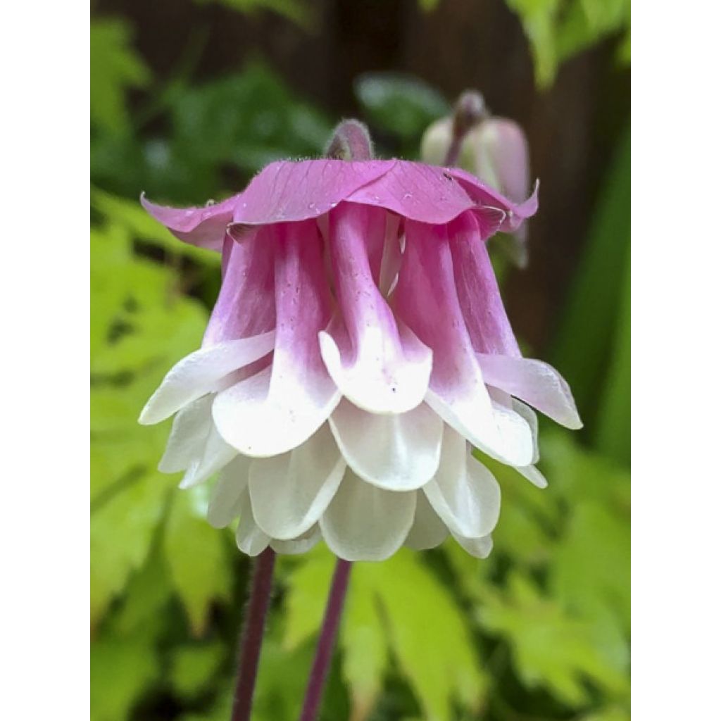 Lehtoakileija Pink Petticoat (siemenet)