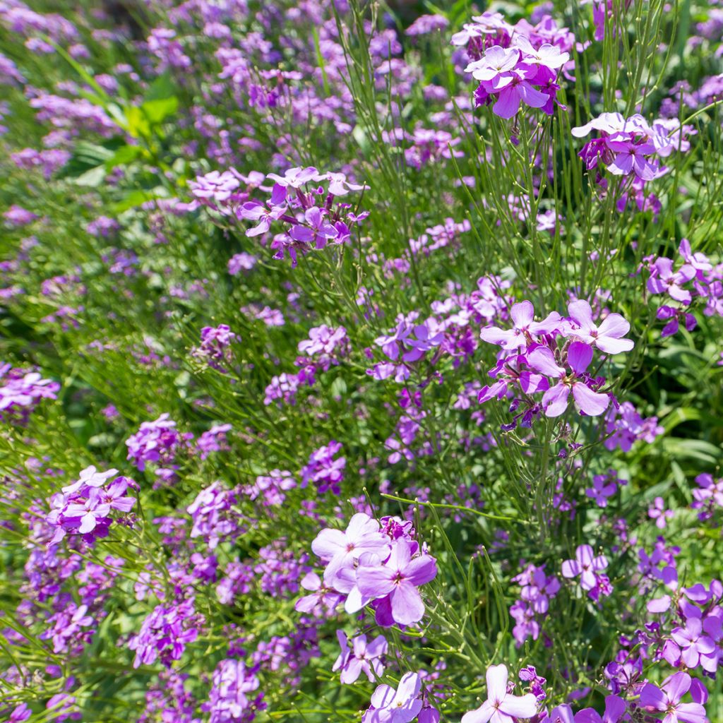 Kevätpitkäpalko - Arabis blepharophylla