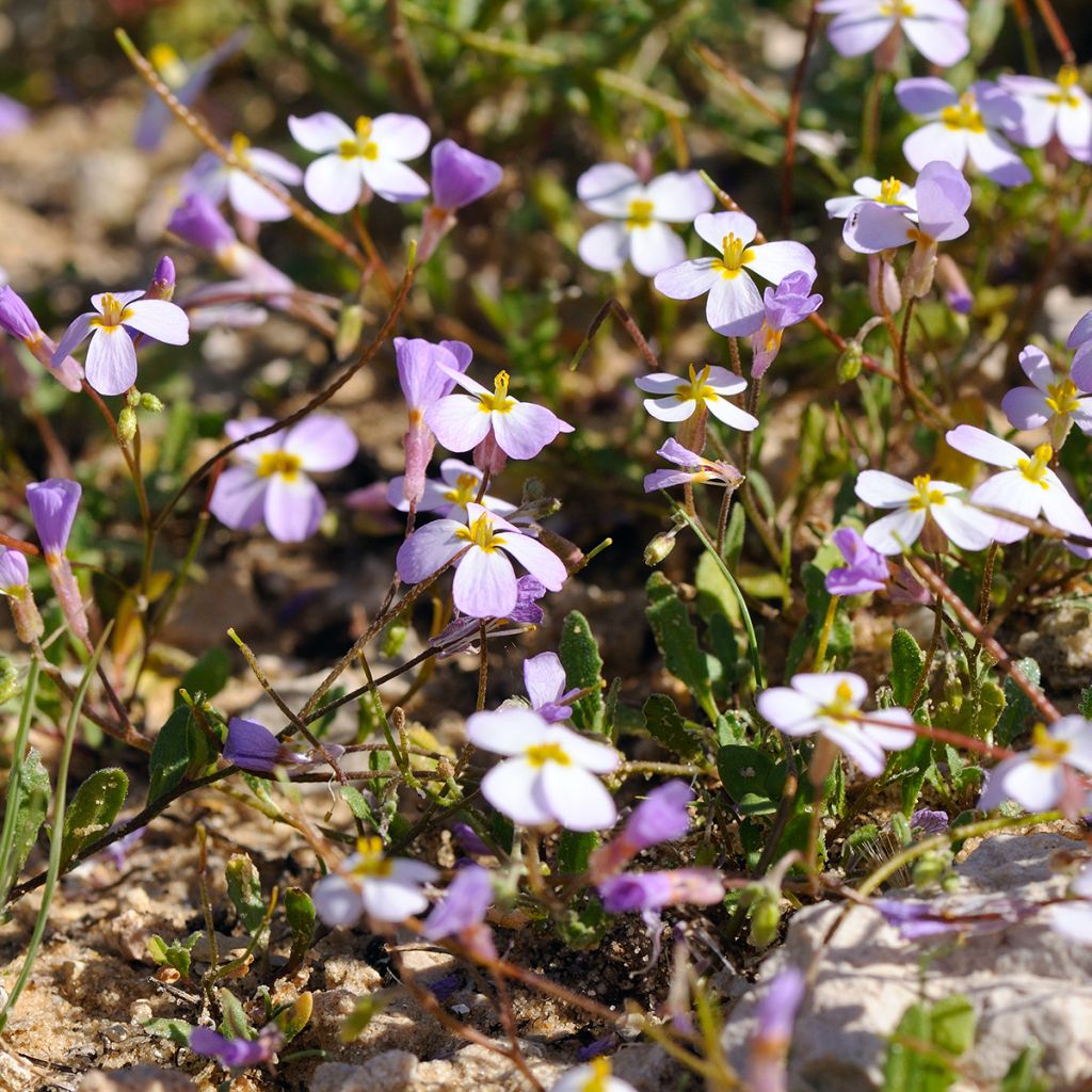 Kaukasianpitkäpalko Rosea