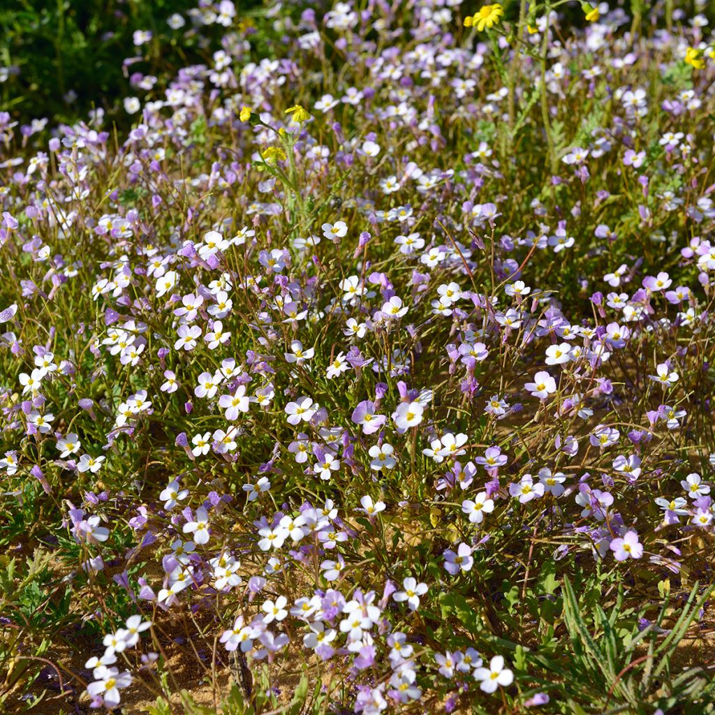 Kaukasianpitkäpalko Rosea