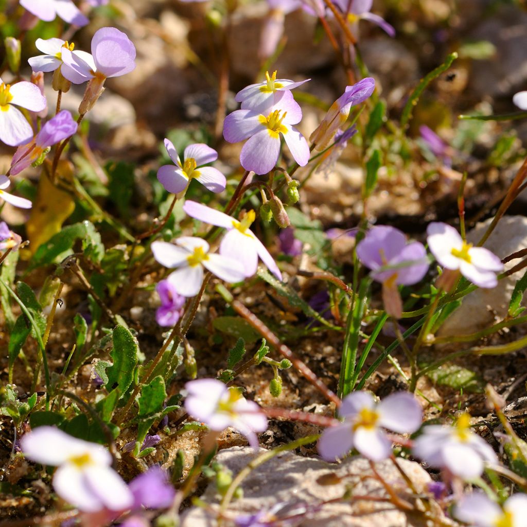Kaukasianpitkäpalko Rosea