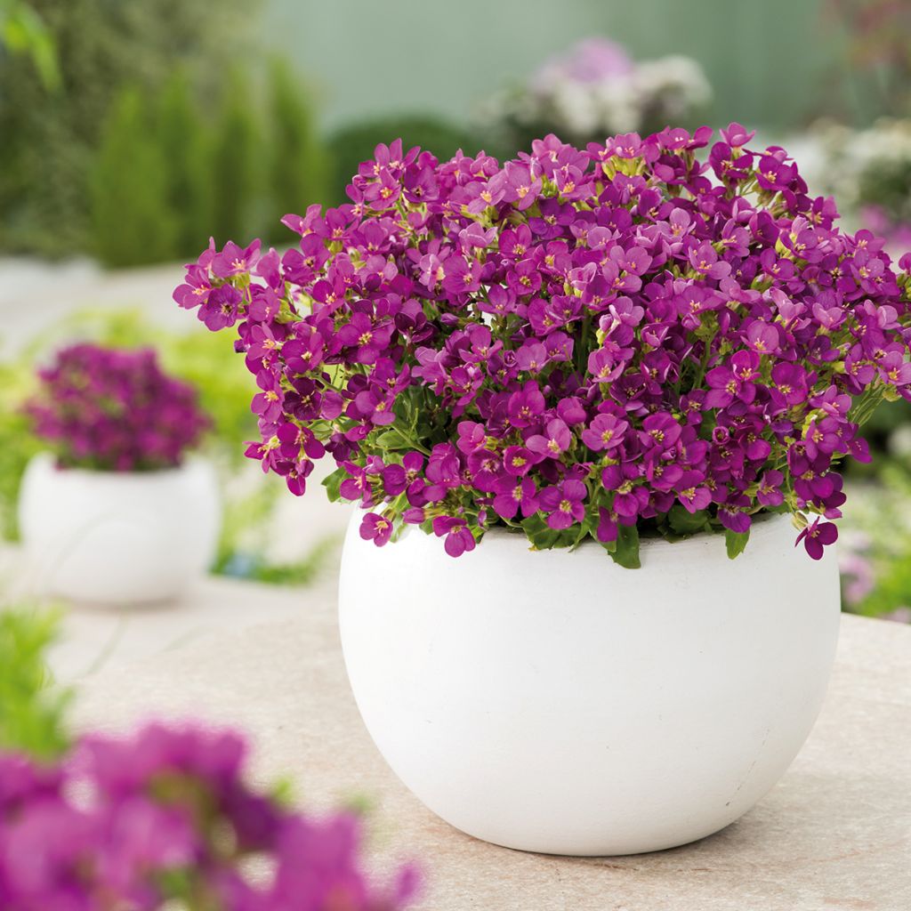 Kaukasianpitkäpalko Aubris Deep Rose