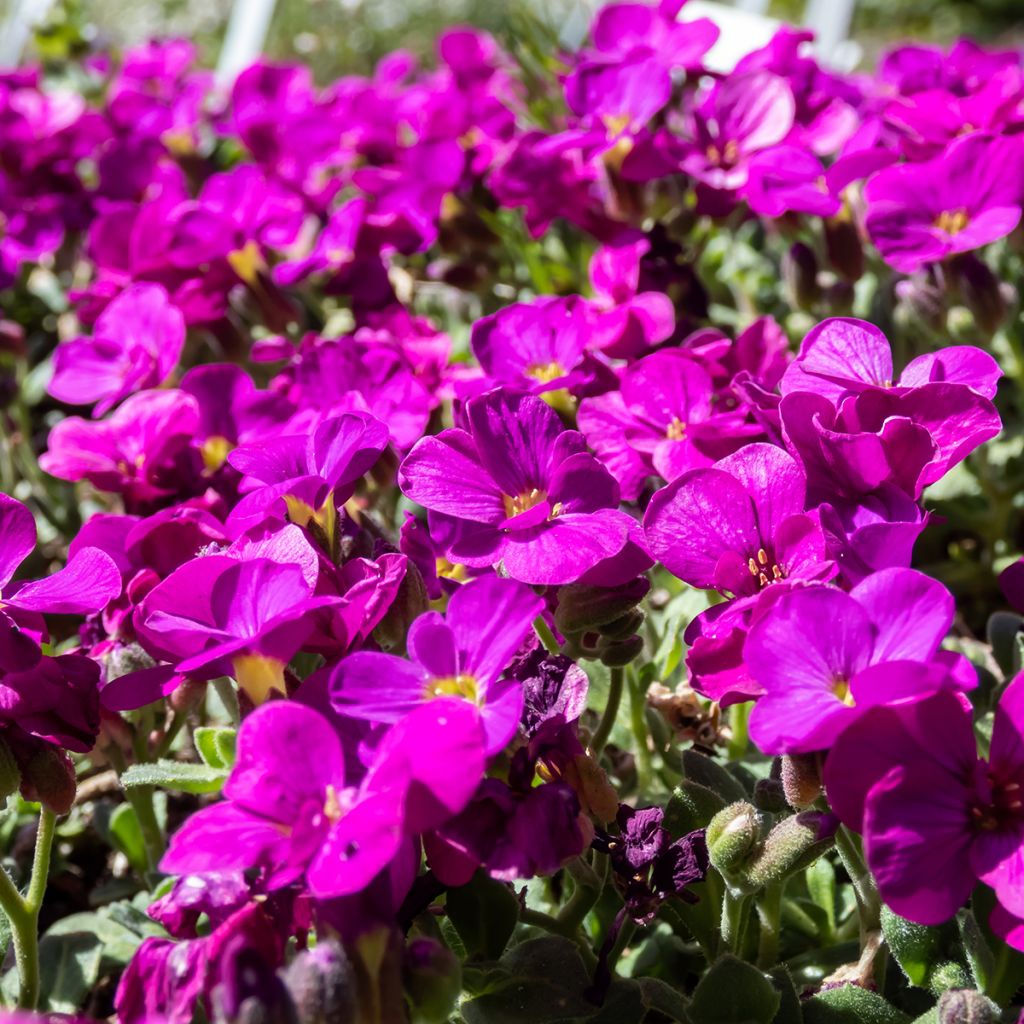 Kaukasianpitkäpalko Aubris Deep Rose