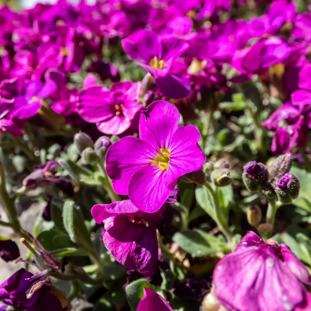 Kaukasianpitkäpalko Aubris Deep Rose