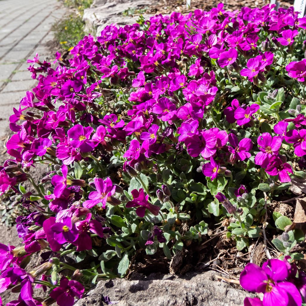 Kaukasianpitkäpalko Aubris Deep Rose