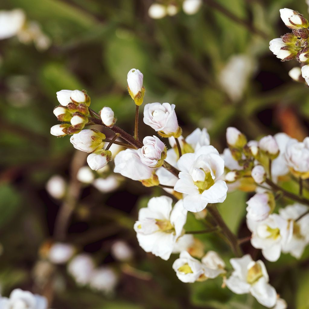 Kaukasianpitkäpalko Plena