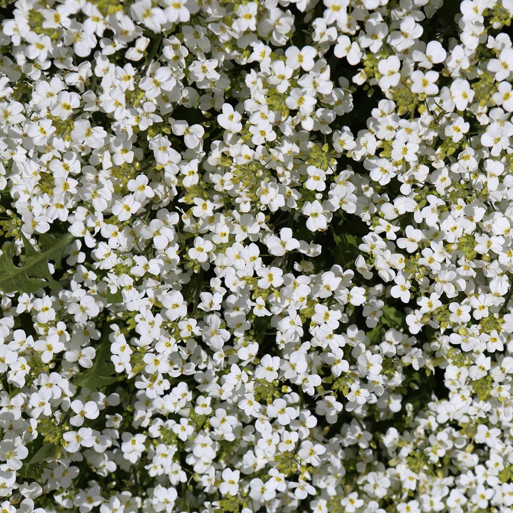 Kaukasianpitkäpalko Snowcap