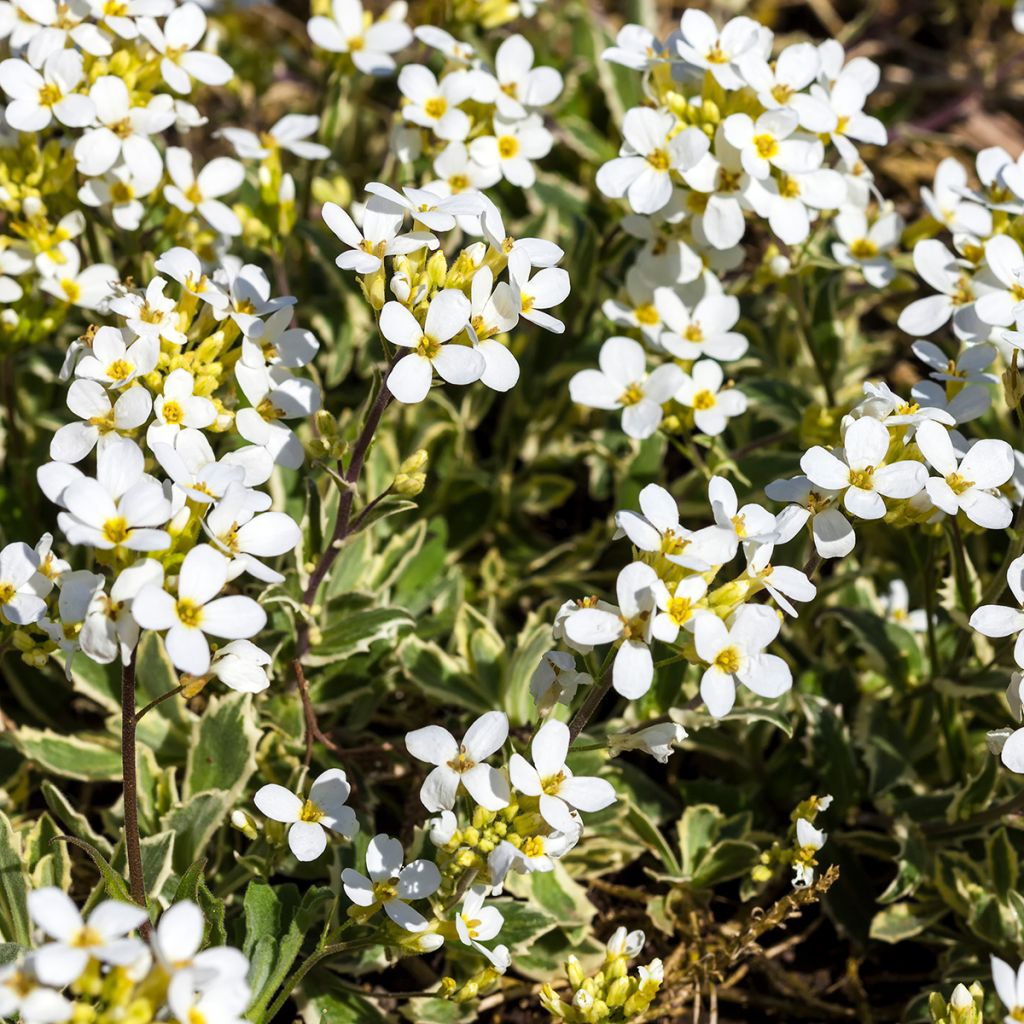Kaukasianpitkäpalko Variegata