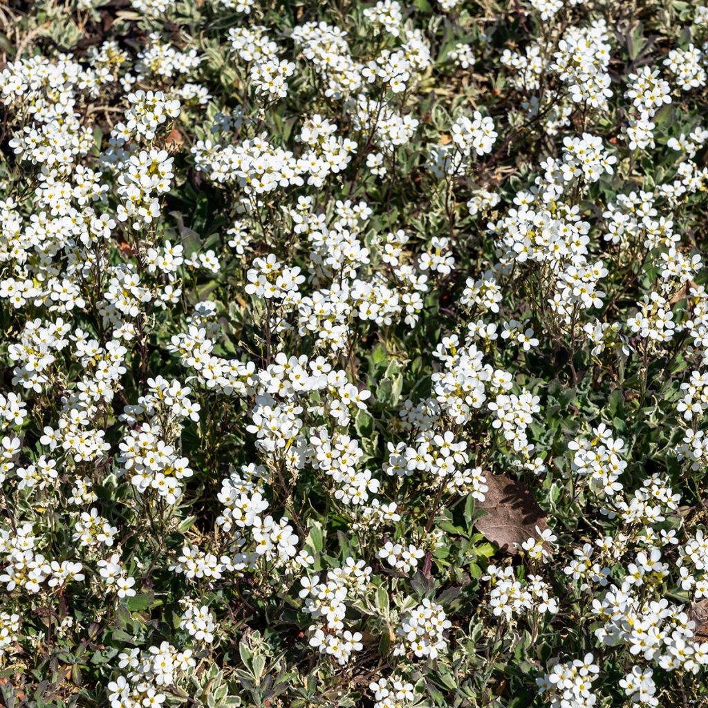 Kaukasianpitkäpalko Variegata
