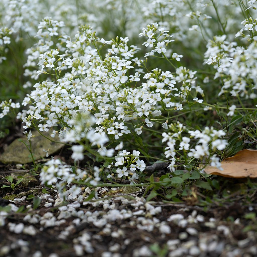Pitkäpalo - Arabis ferdinandi coburgii