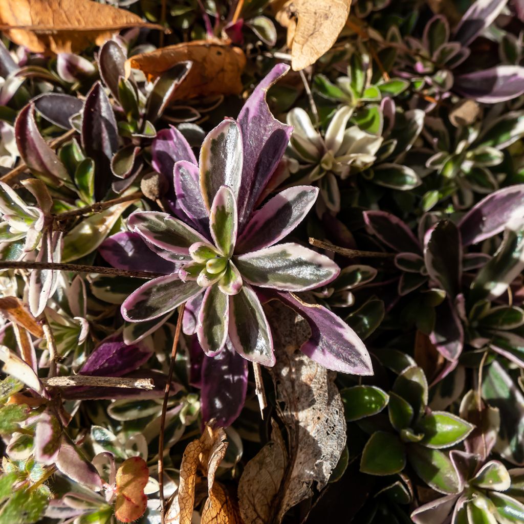 Pitkäpalo Variegata