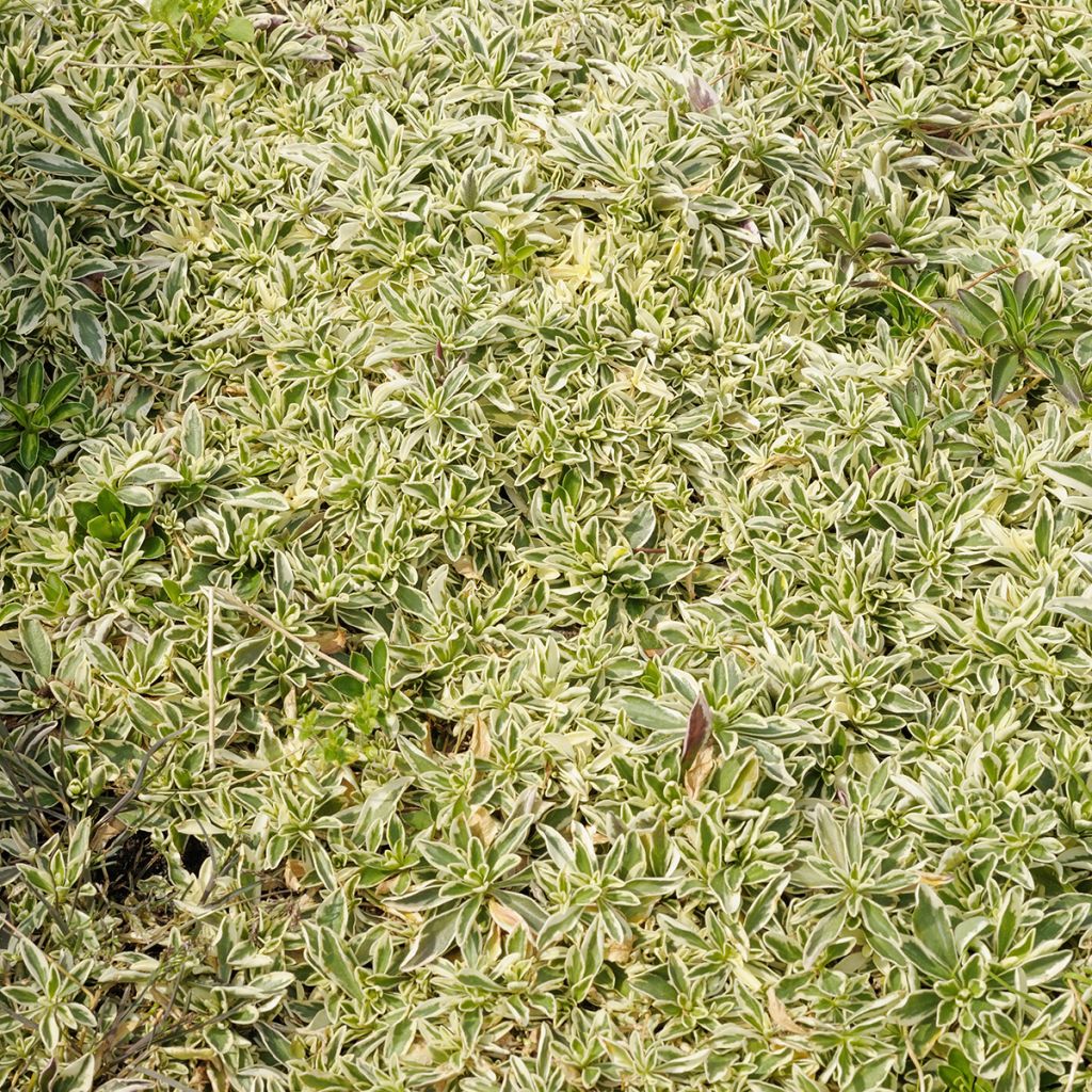 Pitkäpalo Variegata