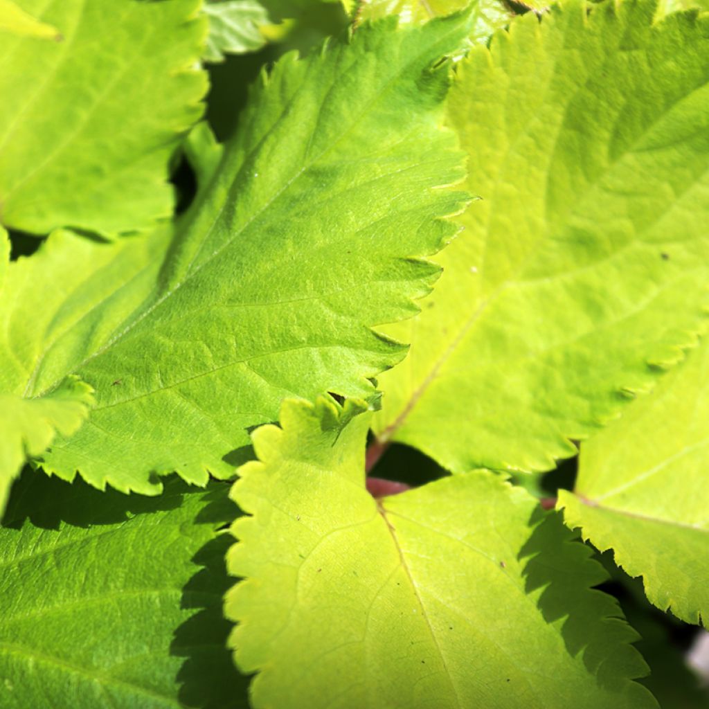 Hertta-aralia Sun King