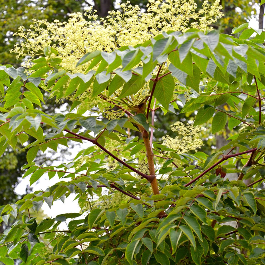 Piikkiaralia - Aralia elata