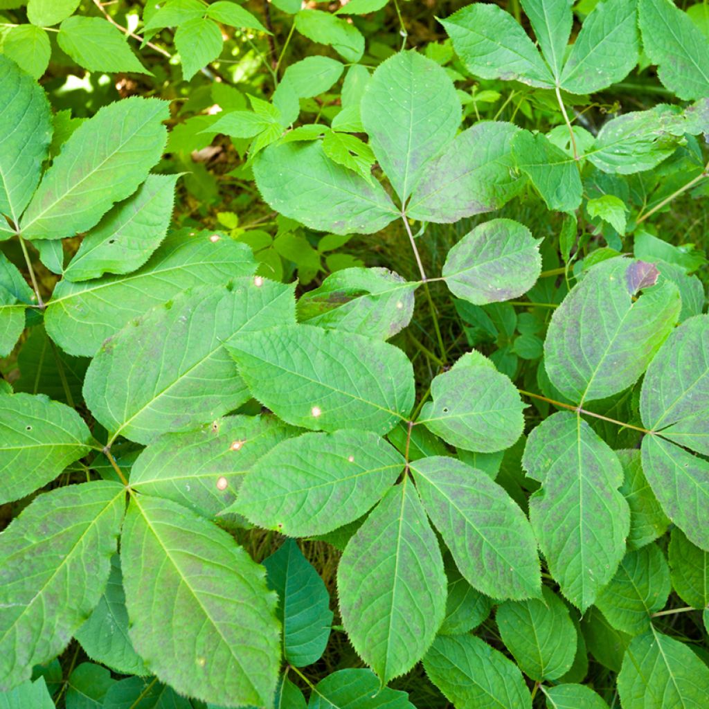 Peittoaralia - Aralia nudicaulis