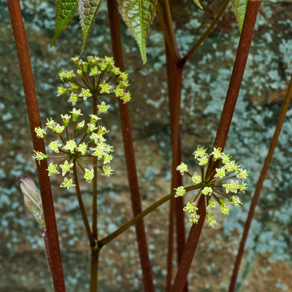 Peittoaralia - Aralia nudicaulis