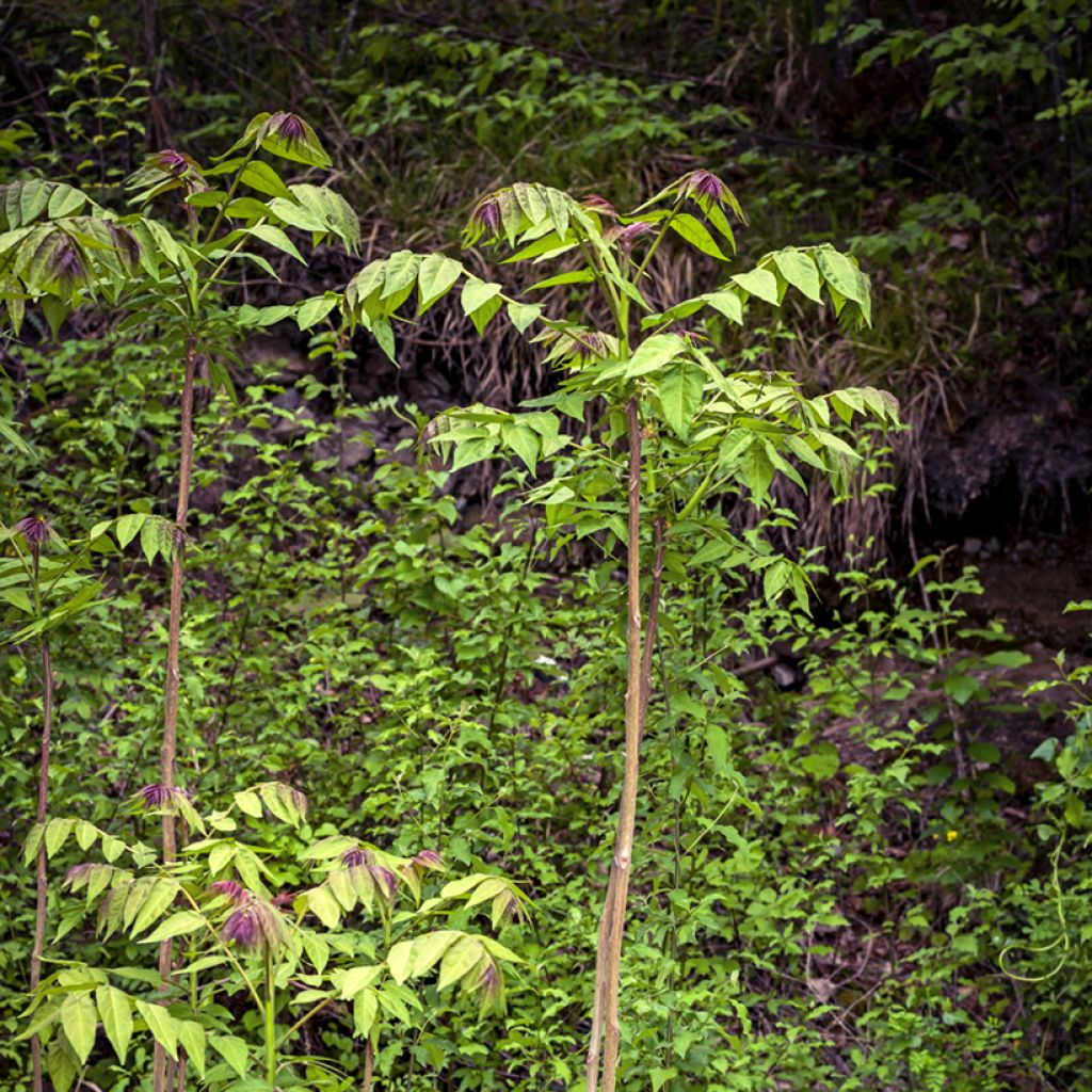 Lännenaralia - Aralia spinosa