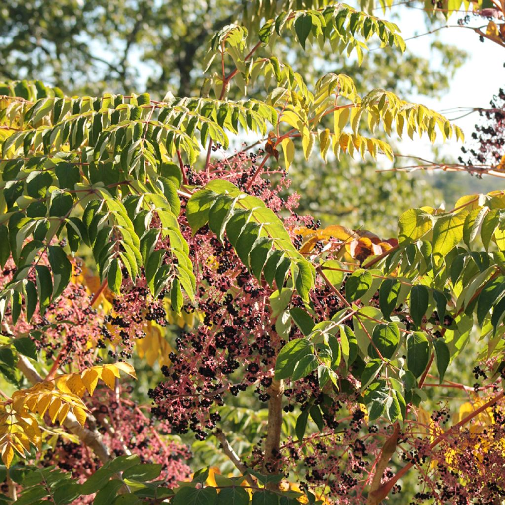 Lännenaralia - Aralia spinosa