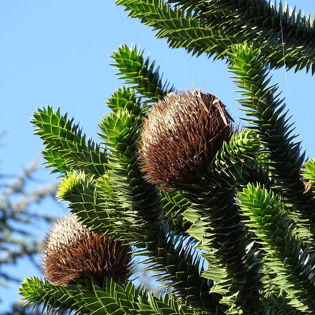 Chilenaraukaria - Araucaria araucana