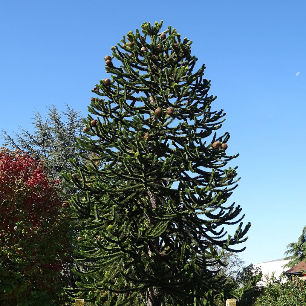 Chilenaraukaria - Araucaria araucana