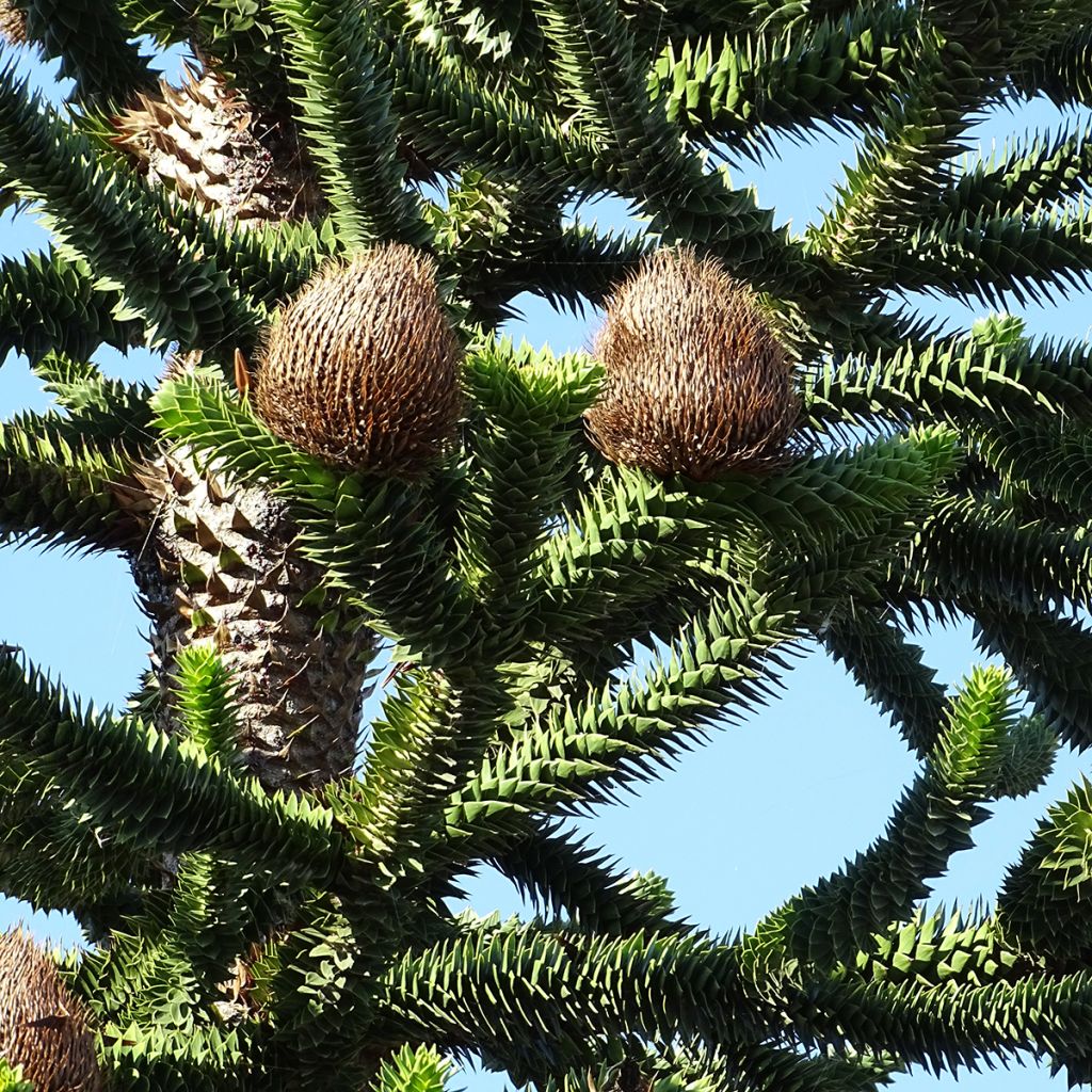 Chilenaraukaria - Araucaria araucana