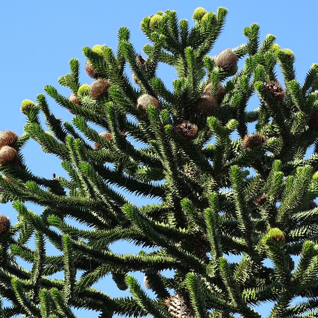 Chilenaraukaria - Araucaria araucana