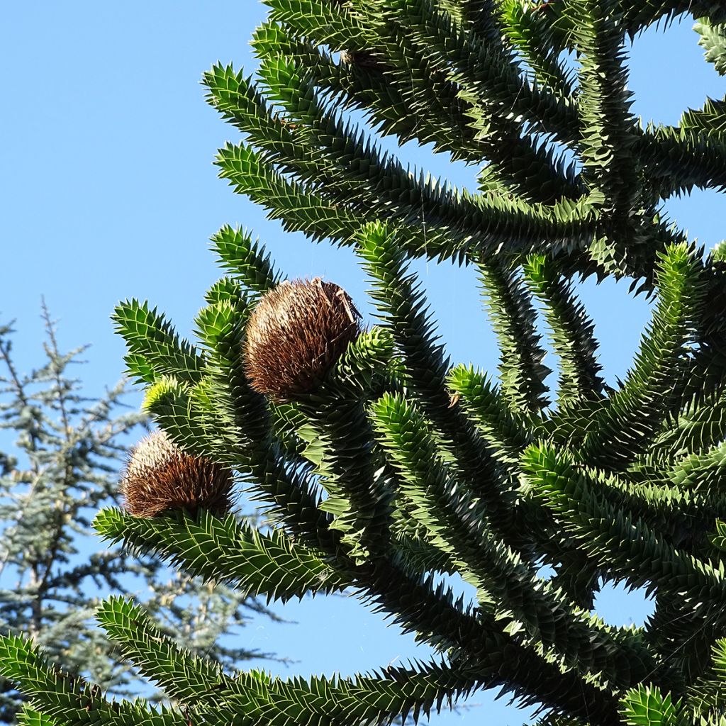 Chilenaraukaria - Araucaria araucana