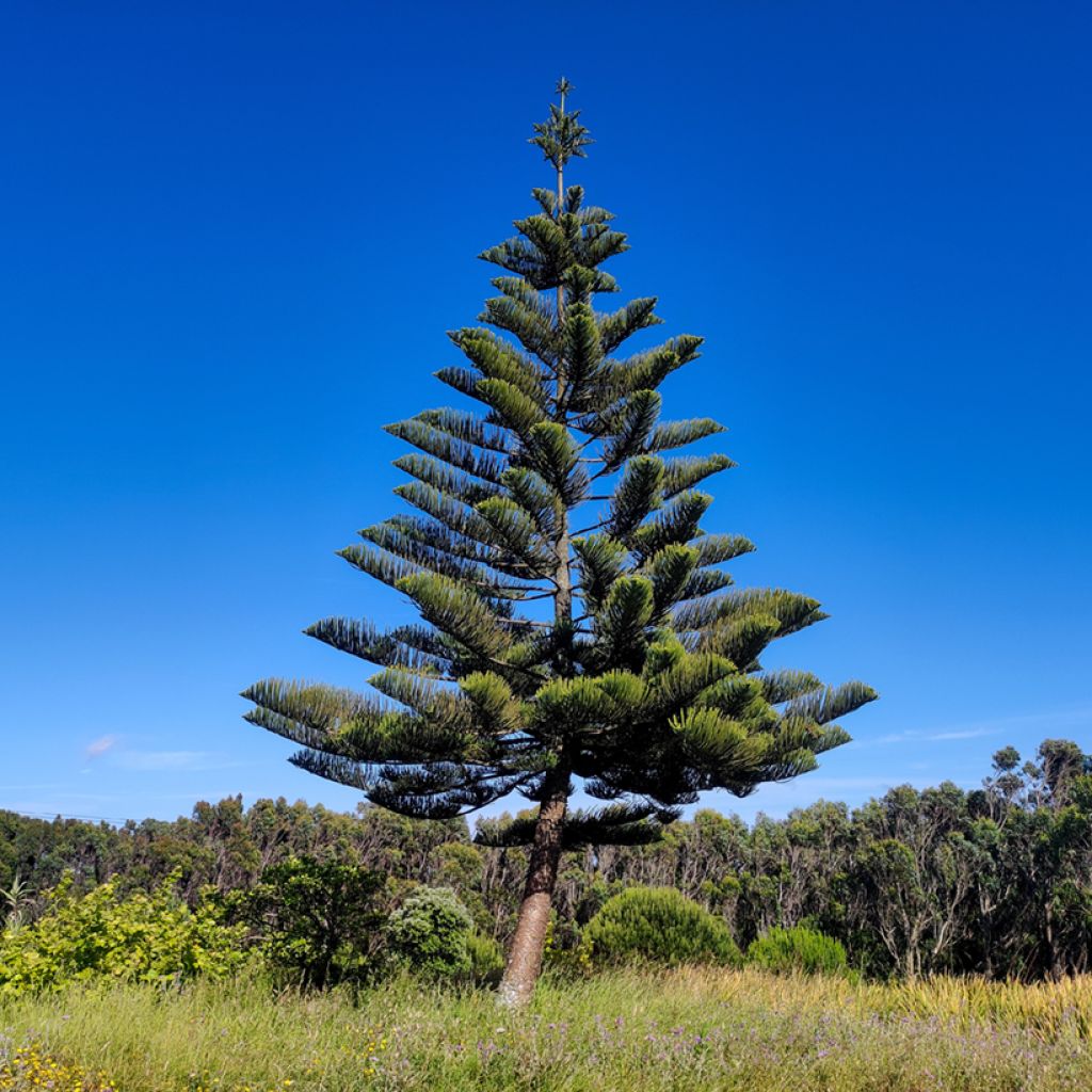 Norfolkinaraukaria - Araucaria heterophylla