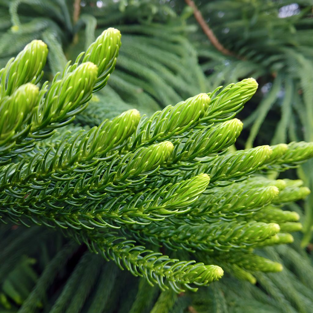 Norfolkinaraukaria - Araucaria heterophylla