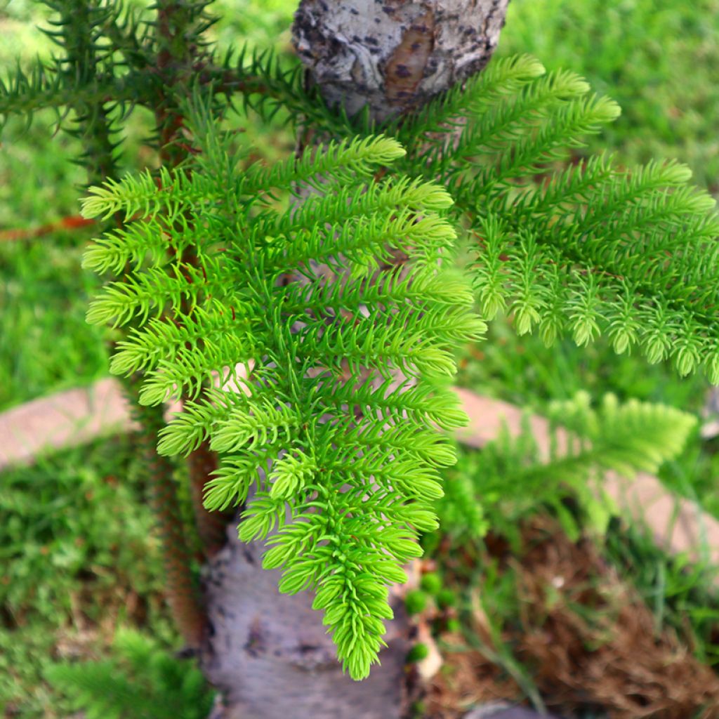 Norfolkinaraukaria - Araucaria heterophylla