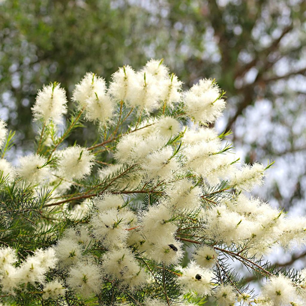 Teepuu - Melaleuca alternifolia