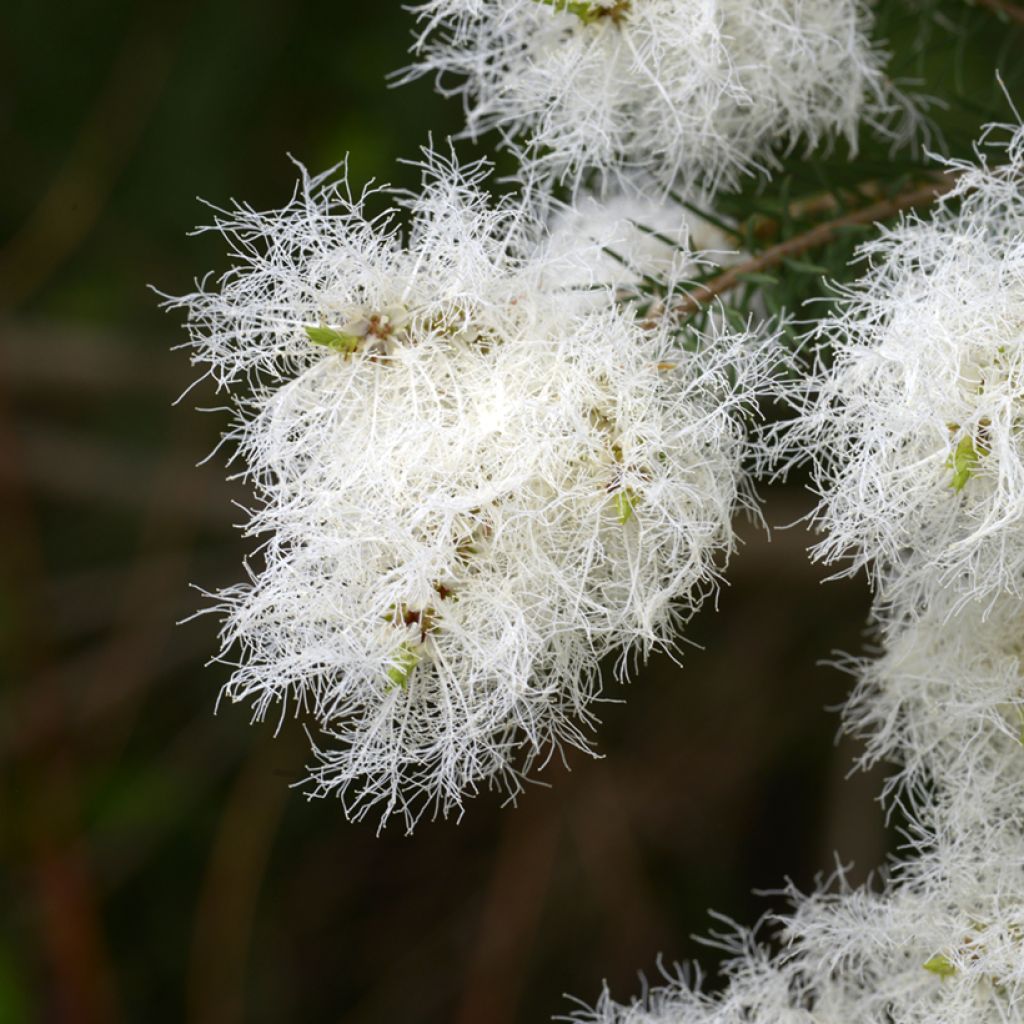 Teepuu - Melaleuca alternifolia