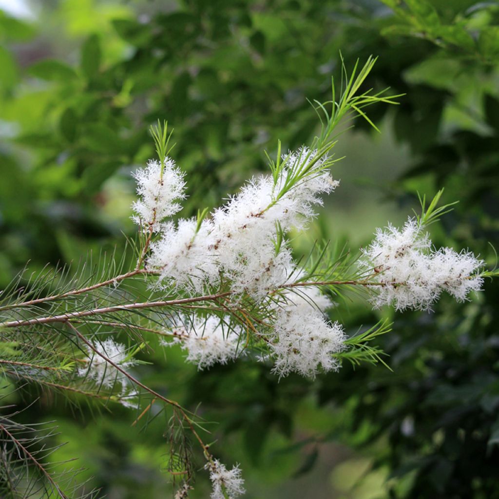 Teepuu - Melaleuca alternifolia