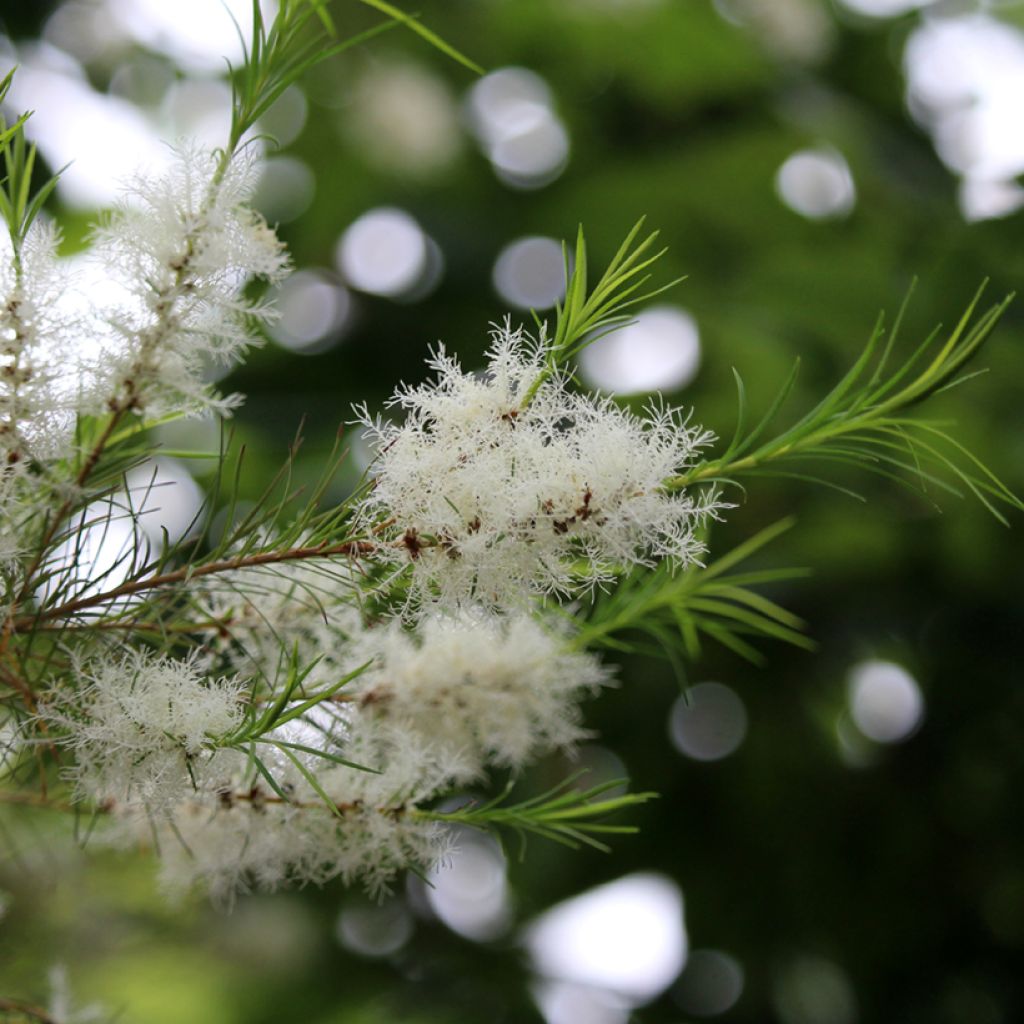 Teepuu - Melaleuca alternifolia