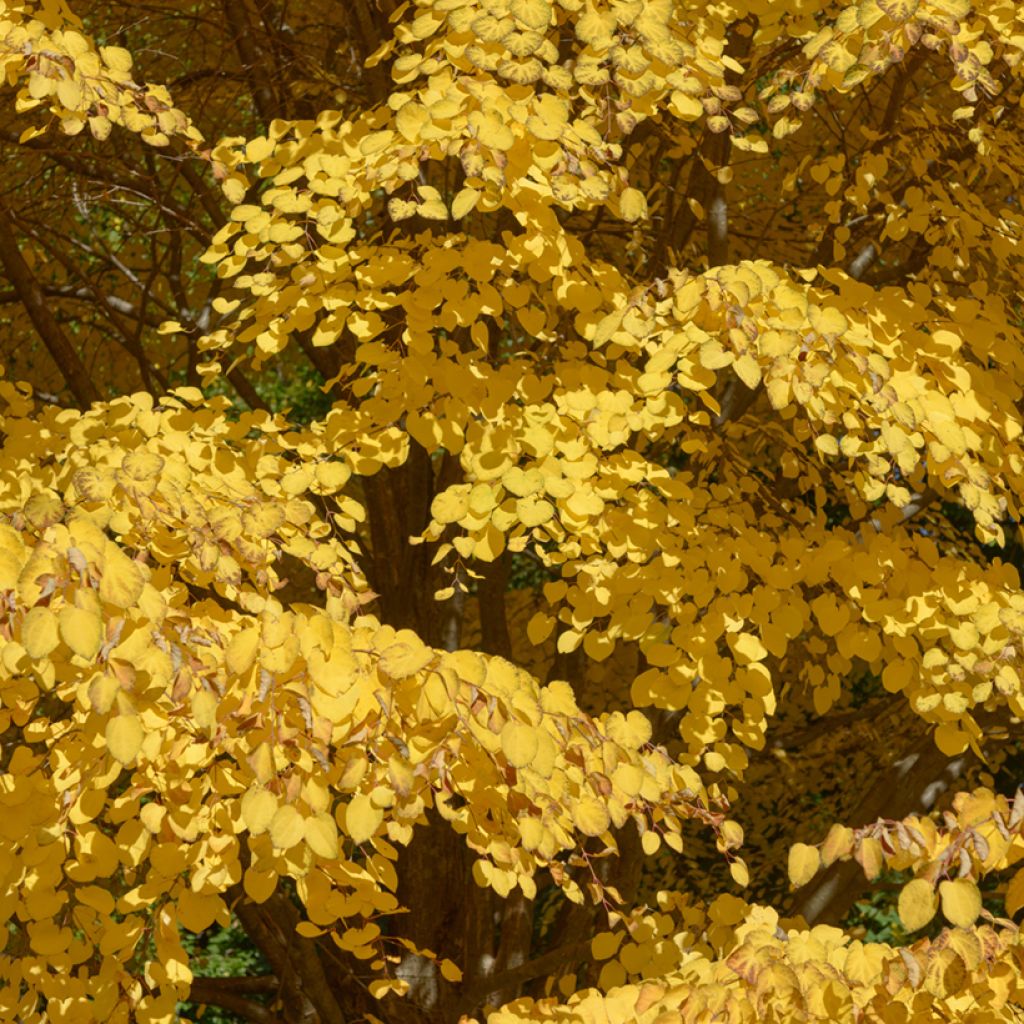 Katsura - Cercidiphyllum japonicum