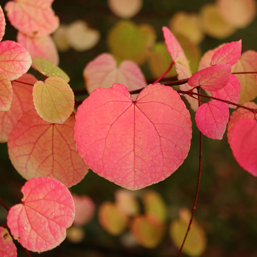Katsura - Cercidiphyllum japonicum
