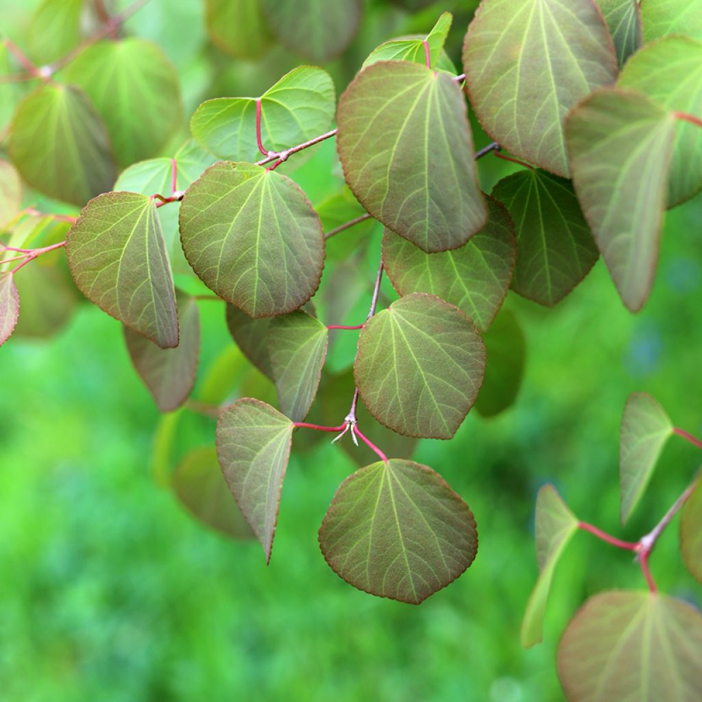 Katsura - Cercidiphyllum japonicum