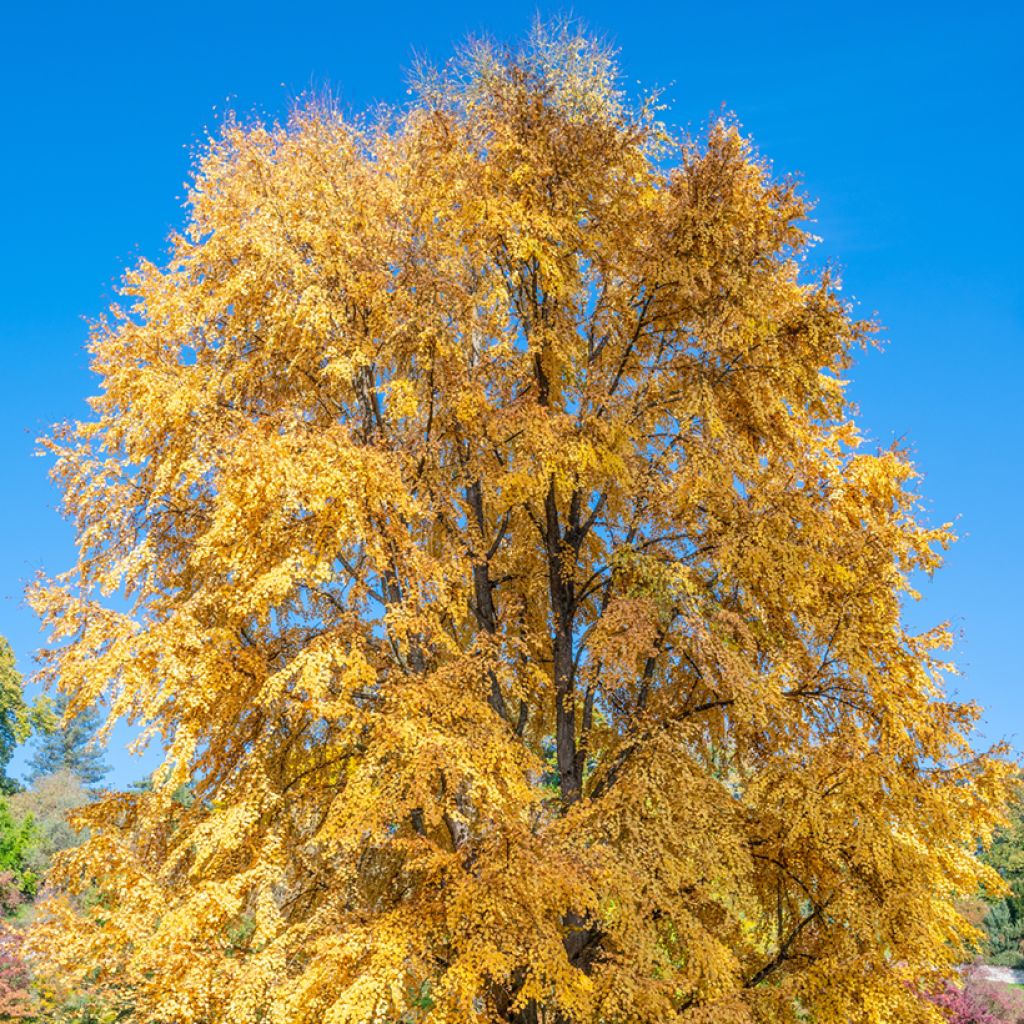 Katsura - Cercidiphyllum japonicum