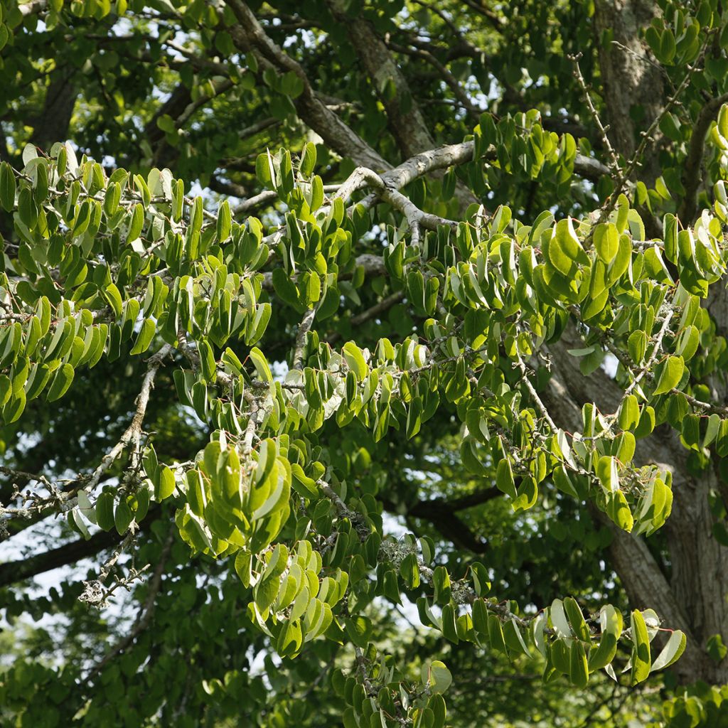 Isolehtikatsura - Cercidiphyllum magnificum