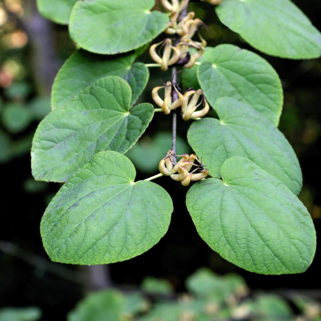 Isolehtikatsura - Cercidiphyllum magnificum