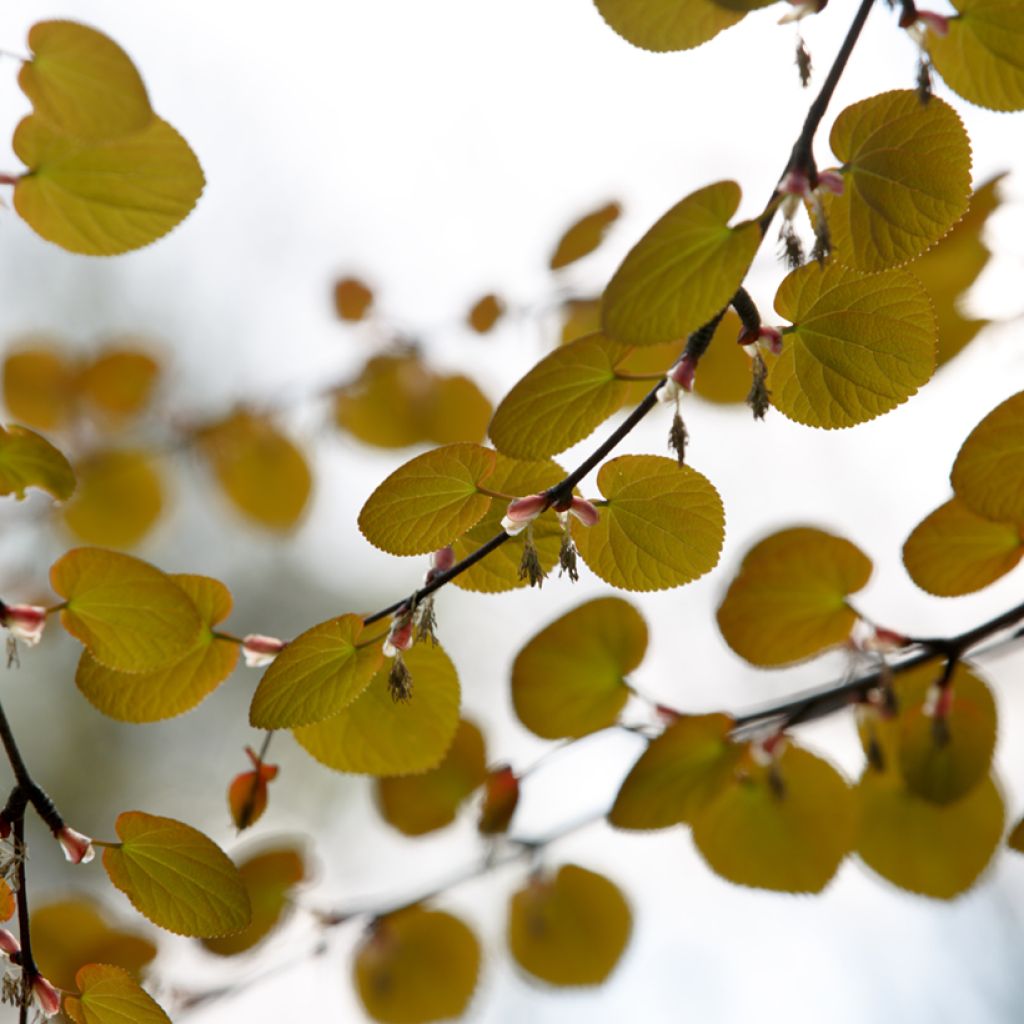 Isolehtikatsura - Cercidiphyllum magnificum