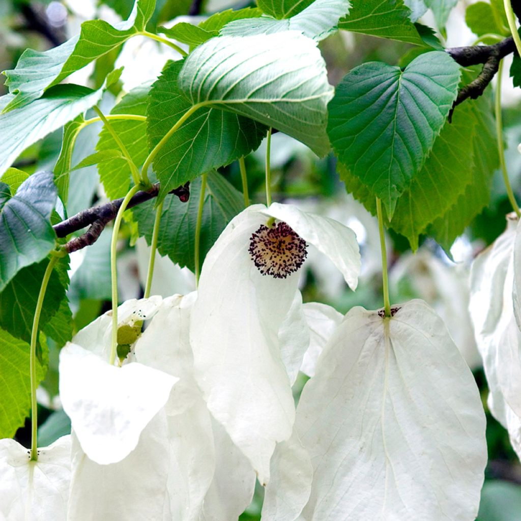 Kyyhkyspuu - Davidia involucrata