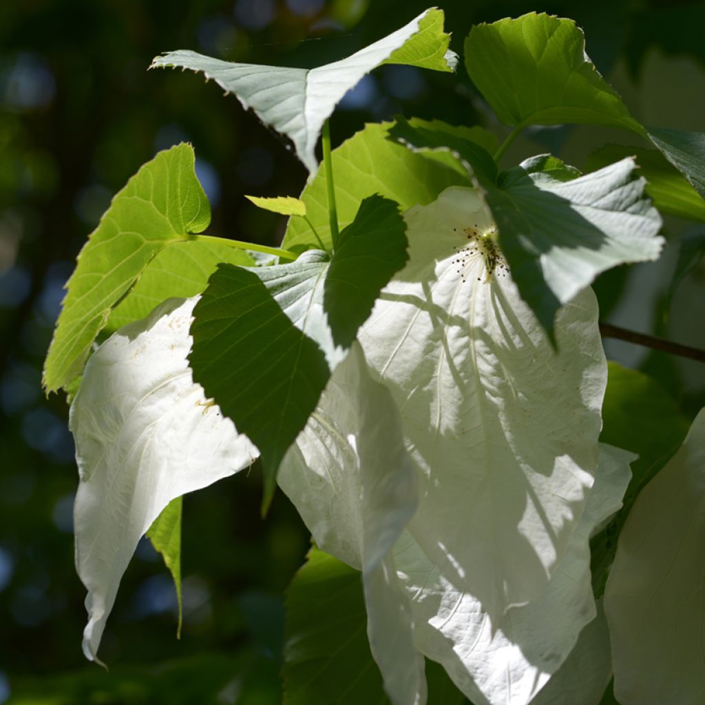 Kyyhkyspuu - Davidia involucrata