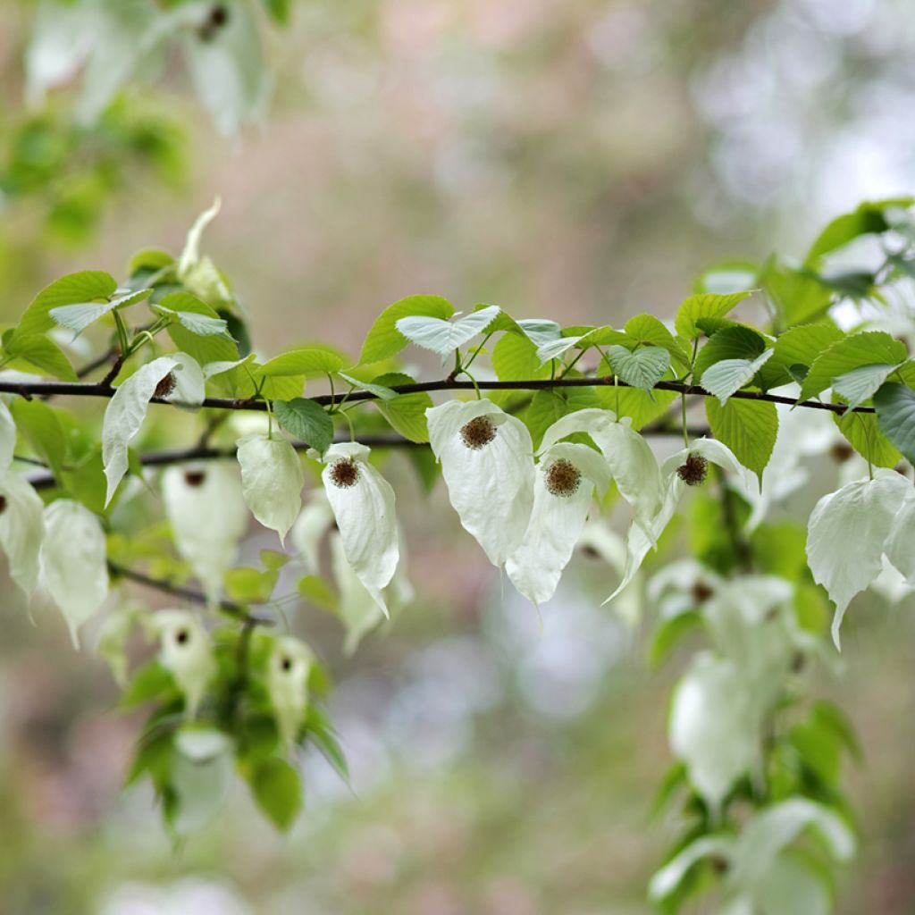 Kyyhkyspuu - Davidia involucrata