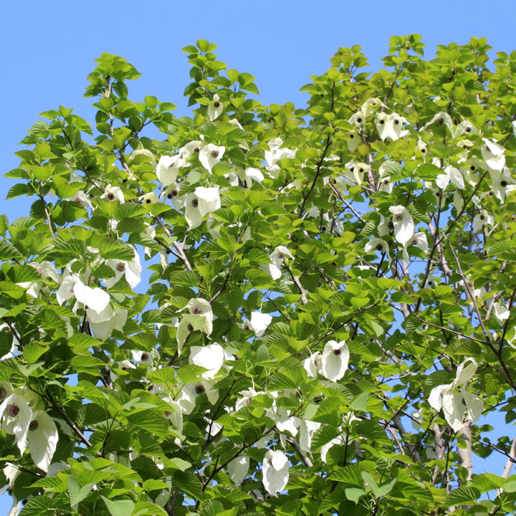Kyyhkyspuu - Davidia involucrata