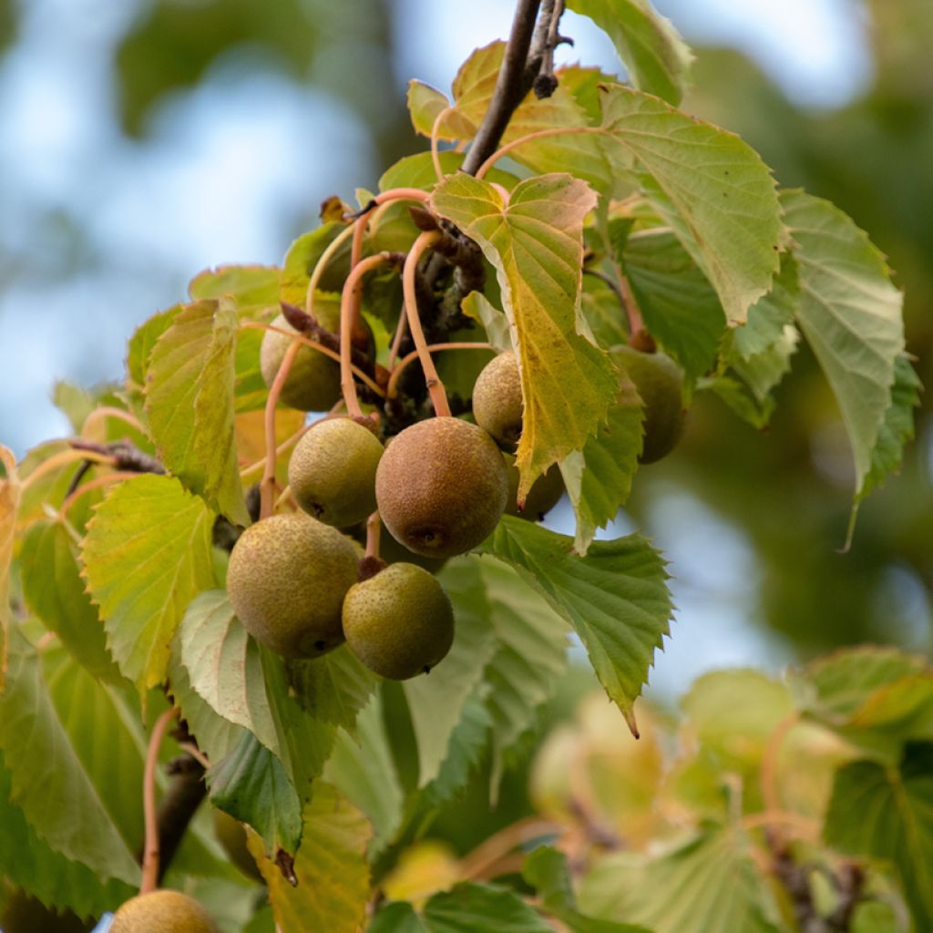 Kyyhkyspuu - Davidia involucrata