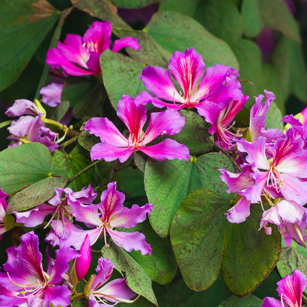 Punabauhinia - Bauhinia purpurea