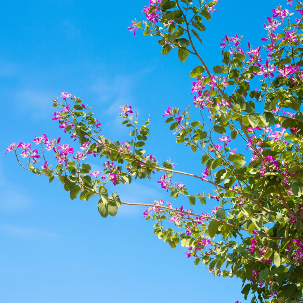 Punabauhinia - Bauhinia purpurea